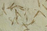 Insect Mortality Plate - Green River Formation, Utah #356619-2